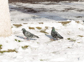 flock of pigeons on snow in winter