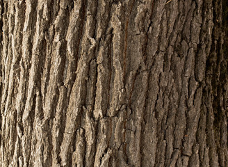 Tree Bark