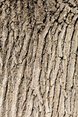Tree Bark