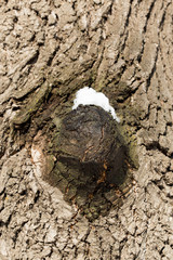 Tree Bark