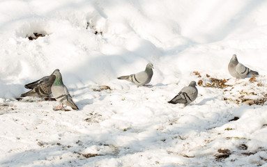 flock of pigeons on snow in winter