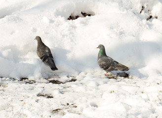 flock of pigeons on snow in winter