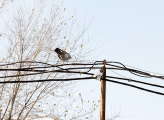 flock of pigeons on snow in winter