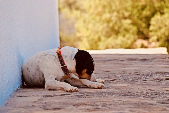 un bodeguero andaluz durmiendo sobre el suelo