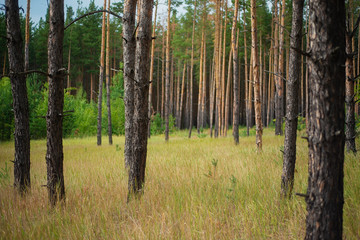 Evening with sunset in a pine forest.