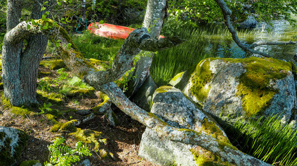 big branch next to big rocks
