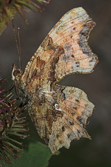 vanessa c-bianco (Polygonia c-album)
