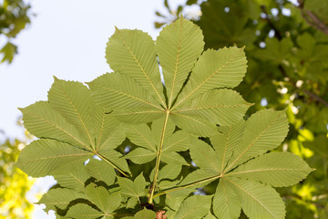 leaves close-up