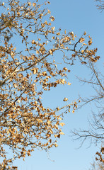 maple tree against the sky