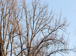 tree against the sky