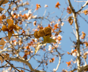 maple tree against the sky