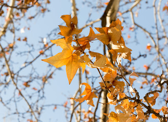 maple tree against the sky