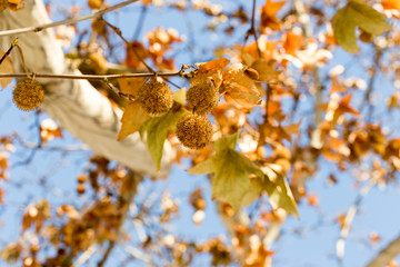 maple tree against the sky
