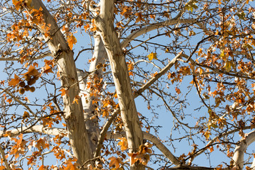 maple tree against the sky
