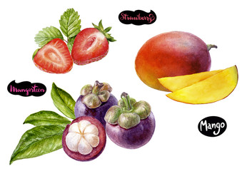 Mango mangosteen strawberry watercolor hand drawn illustration set