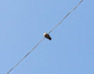 one bird on a wire against a blue sky