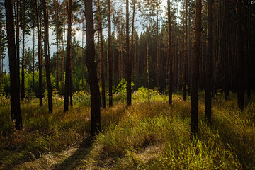 Evening with sunset in a pine forest.