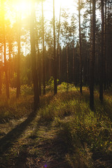 Evening with sunset in a pine forest.