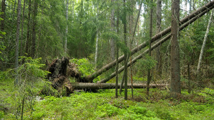fallen trees with big roots in natural forest