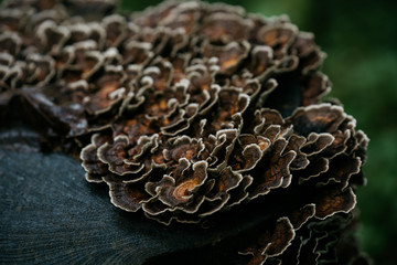 Dark Fungus
