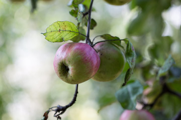 close up of apples on the tree