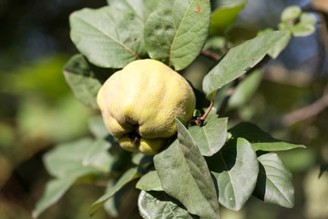 close up of quince on the tree