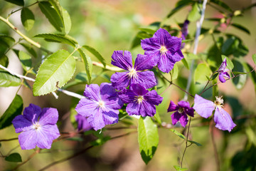 purple flowers on the flower bed