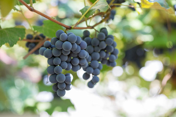 purple grapes on the branch
