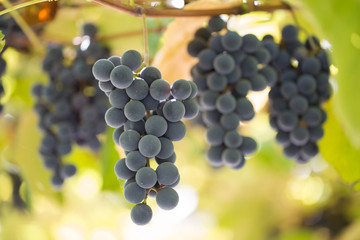 purple grapes on the branch