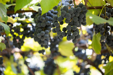 purple grapes on the branch