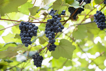purple grapes on the branch
