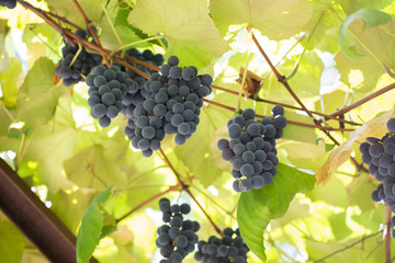 purple grapes on the branch