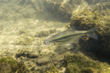 Freshwater fish Riffle minnow (Alburnoides bipunctatus) underwater photography. Minnow in clean...