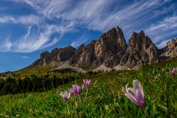 Herbstzeitlosen vor Dolomiten
