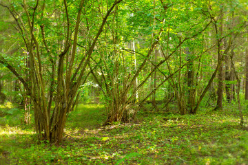 beautiful green forest