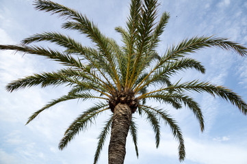 Fototapeta na wymiar Palm of Mallorca