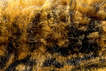 close up tiger skin texture