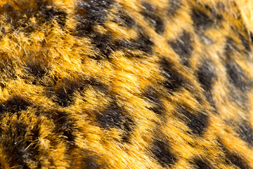 close up tiger skin texture