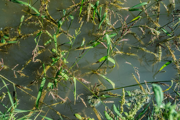 Overgrown surface of the lake by plants. Texture of water thickets