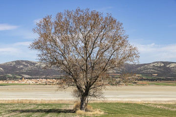 Arbol solitario