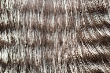 background gray fur coat from a raccoon