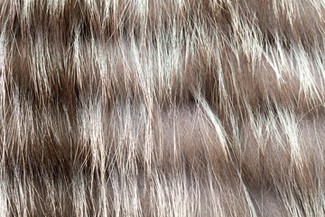 background gray fur coat from a raccoon