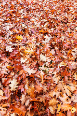 Colorful and bright background made of autumn leaves