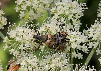 coleotteri floricoli (Judolia sexmaculata); due maschi si contendono una femmina