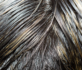 human hair close-up
