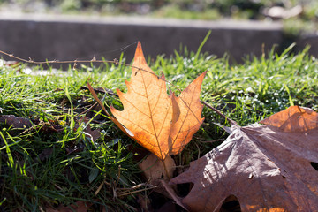 Autumn maple leaves on a green lawn. A tree with broad, in most species, curly leaves.