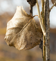 Autumn leaves macro poplar tree