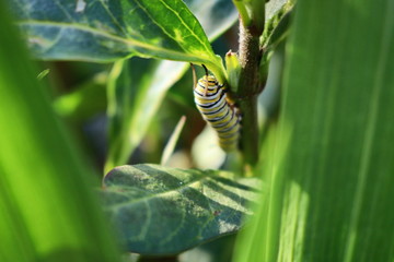 Flowers, Plumeria, Plumerias 