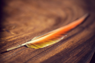 Orange Parrot Feather