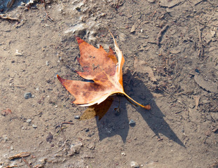 maple leaves on the ground